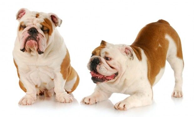 MASCOTE - A Clnica Veterinria e Pet Shop em Chapec -