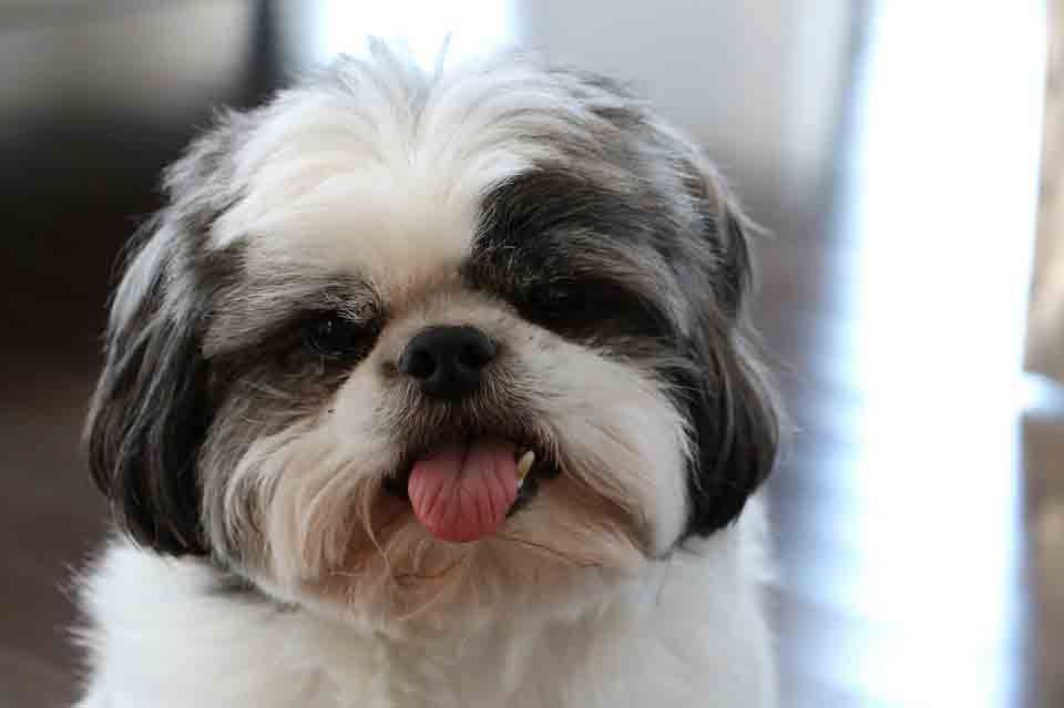 MASCOTE - A Clnica Veterinria e Pet Shop em Chapec -
