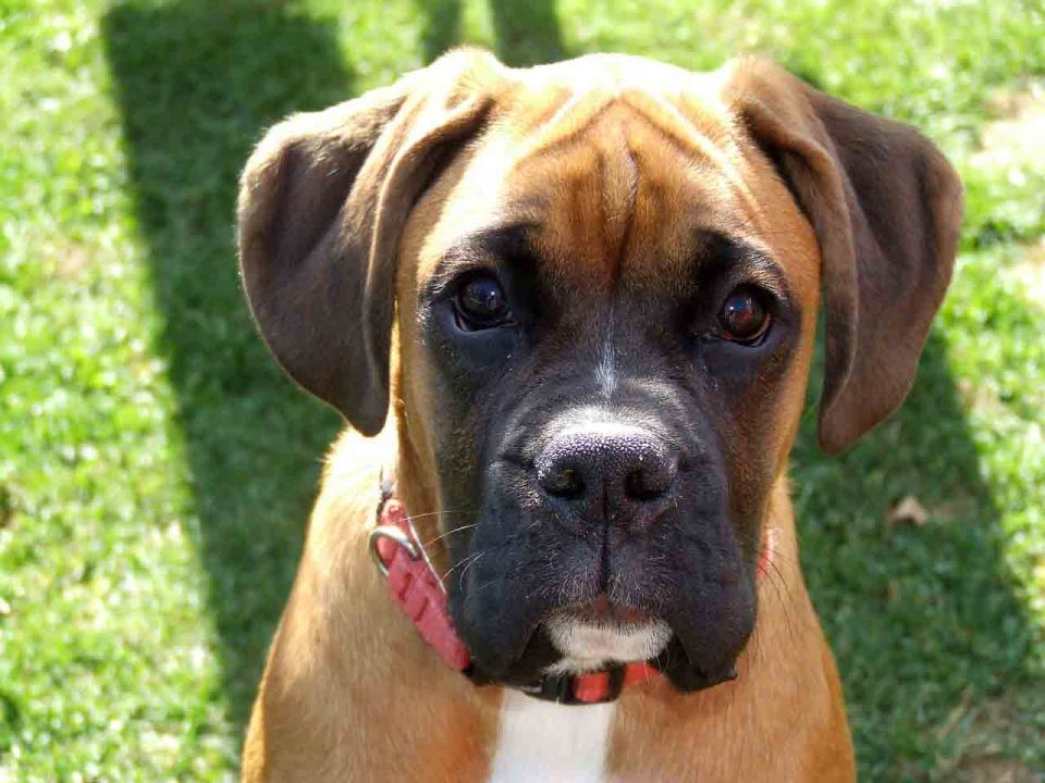 MASCOTE - A Clnica Veterinria e Pet Shop em Chapec -